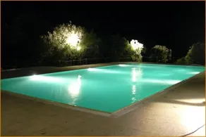 Illicini - Image 2