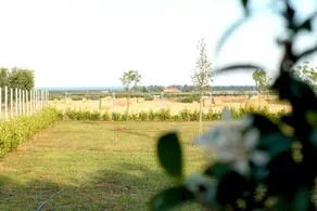Rodova - Image 3
