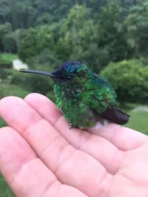 Pousada Kolibri - Image 3
