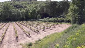 Grand Mas De Terre Rouge - Image 5