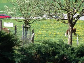 Auberge de Vers-chez-Perrin - Image 4