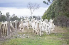 Glenhope Alpacas Bed and Breakfast - Image 5
