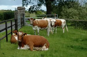 Lough Bishop House Farm Stay - Image 5