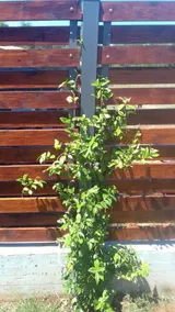 Holiday Home Majer - Image 3