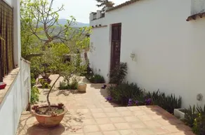 The White Olive - Image 2