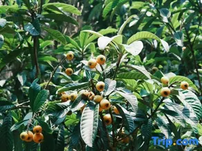 Yufangting Homestay - Image 4
