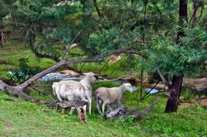 Hunter Riverpines Stay - Image 2