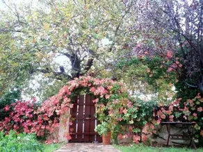Villa The Platanus Tree - Image 4