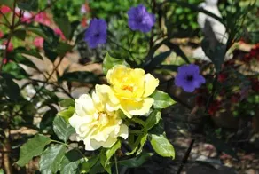 Finca Riogrande - Image 2