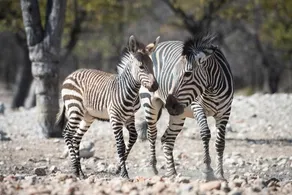 Ongava Game Reserve - Image 2