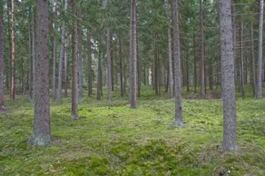 Agroturystyka Sominy Piotr - Image 3