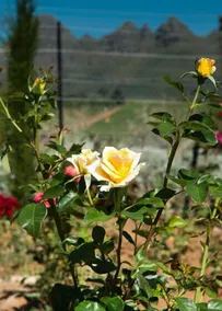 Dieu Donne Boutique Guest House Stellenbosch - Image 3