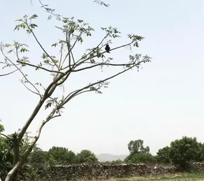 Deogarh Hills - Image 4