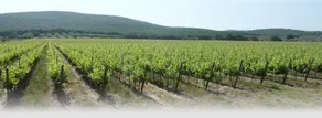 Le Stanze Di Zelinda - Image 4