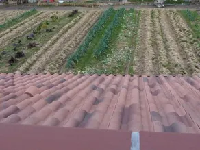 Fleur De Potager - Image 3