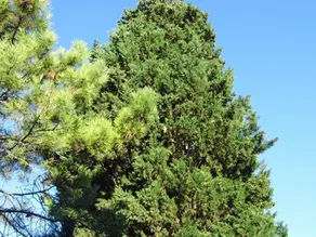 Poggiotella - Image 3
