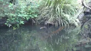 Platypus Ponds Bed & Breakfast - Image 1