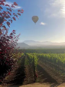 Heartview Cottage- Stylish Cottag on 24 acres with endless vineyard views and Heart Hill on 46 West! - Image 2
