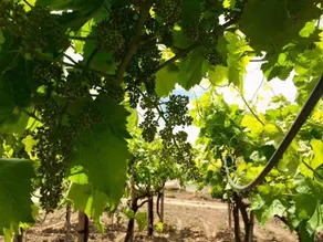 Tenuta Aquilae - Image 2