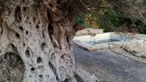 La Villa di Minerva - Image 5