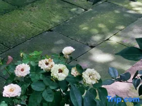 Yilu Homestay - Image 4