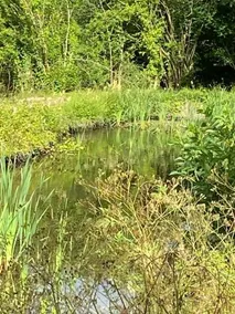 Marshpools Bed & Breakfast Licensed near Weobley village - Image 4
