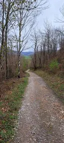 El Bosque Encantado - Image 5