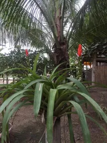 Bosque Marino Ecolodge - Image 5