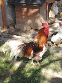 Tourist Farm Urška - Image 2