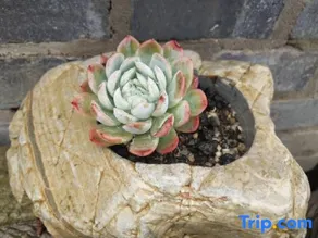 Yan'an Swallow Flower House - Image 3