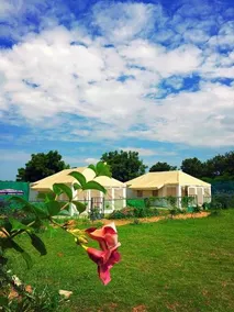 The Wild Cabana - Image 5
