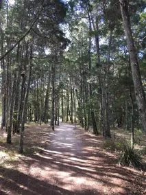 Brunswick Heads Treetop Studio - Image 4