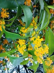 Villa Osmanthus - Image 2