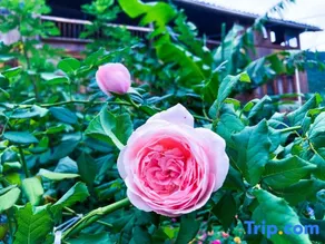 Qingxin Yashe Homestay - Image 5