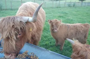Drumbuie Farm - Image 4