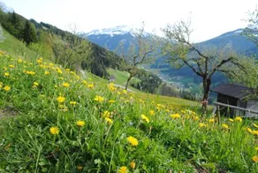 Bauernhof Siedler - Image 3