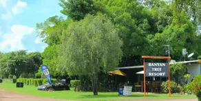 Banyan Tree - Image 4