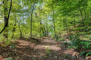 Birch Landing #16 - Image 3