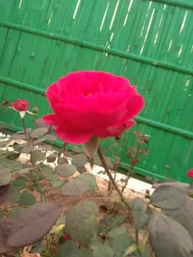Kherwadi Farm - Image 4