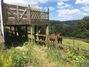 Ty Shon Jacob Farm - Image 2