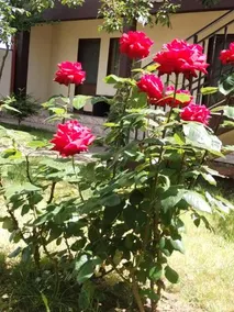 La Babusca - Image 2