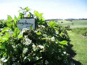Pennyroyal Raspberry Farm & Cidery - Image 4