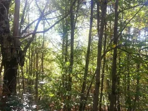 Pena Negra - Image 2