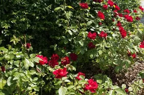 Bossens Bed & Breakfast - Image 2