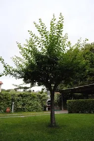 Il Susino - Image 3