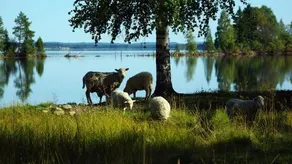 Lits Camping Stugby Och Kanot - Image 3