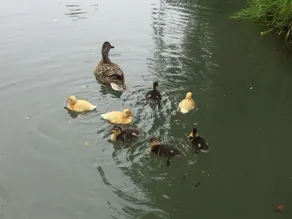 La Roulotte de Troussures - Image 5