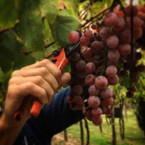 Conalbi Grinberg Casa Vinicola - Image 4
