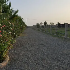 Koheilan Oriental Lodge Farm - Image 4