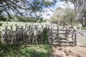 Glenhope Alpacas Bed and Breakfast - Image 4